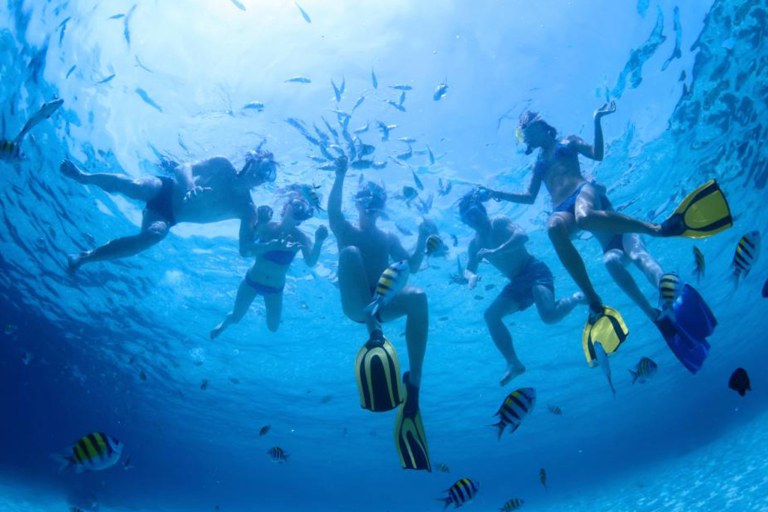 Seamaui West Maui Half Day Adventure Feature Dive