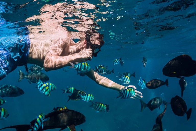 Seamaui West Maui Half Day Adventure Feature Snorkel