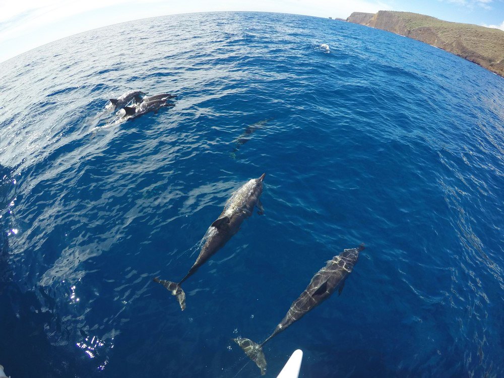 See Dolphin at Lanai Snorkel Tour Sea Maui Hawaii