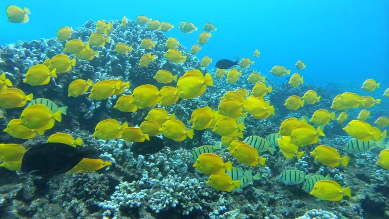 see tropical fish hawaii ocean rafting a maui snorkel adventure to the island of lanai