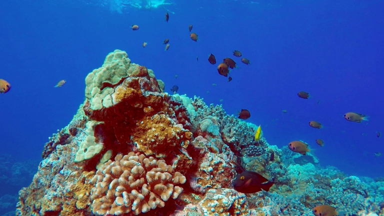 see tropical fish hawaii ocean rafting maui snorkel adventure
