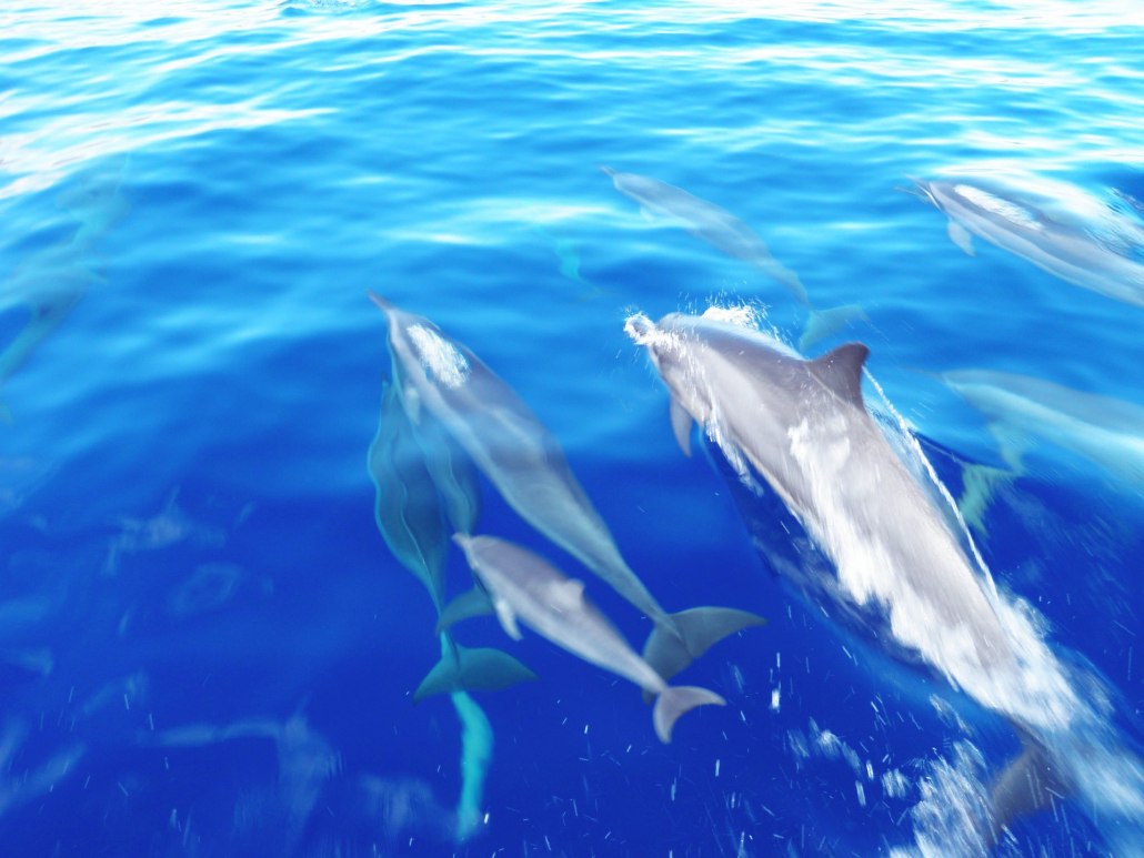 see wild spinner dolphins and feel their joy as they leap and play lanai maui hawaii ocean rafting