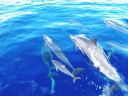 see wild spinner dolphins and feel their joy as they leap and play lanai maui hawaii ocean rafting