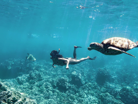 Snorkel With Turtles In Maui  