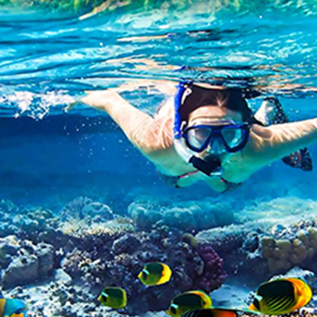 Sseamaui West Maui Half Day Adventure Product  Coral Reefs Product
