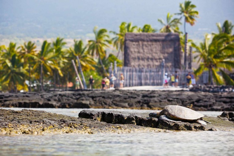 wasabi tours hawaii historic kona and farm tour stunning beach turtle