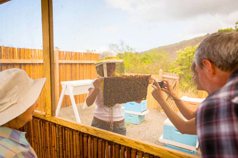 wasabi tours hawaii kona farm photo tour looking through screen at bees