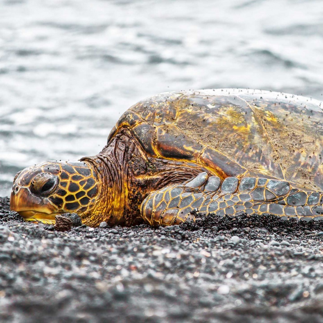 wise turtles at punaluu black sand beach kailani tours hawaii big island