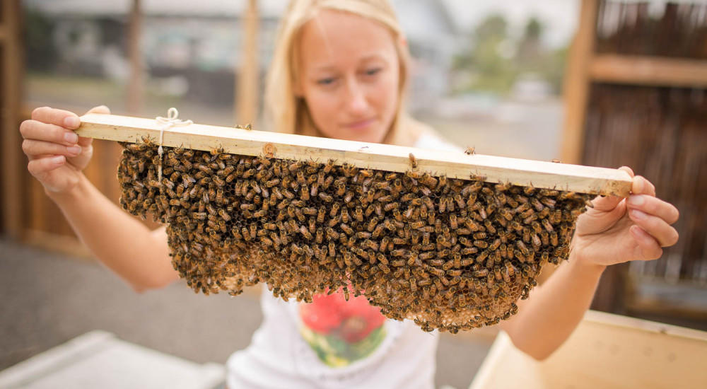 Working Bee Farm