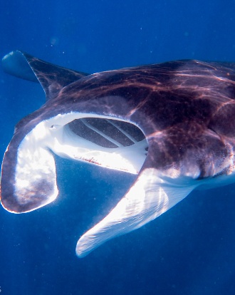 Manta Ray Dolphin Discoveries Big Island
