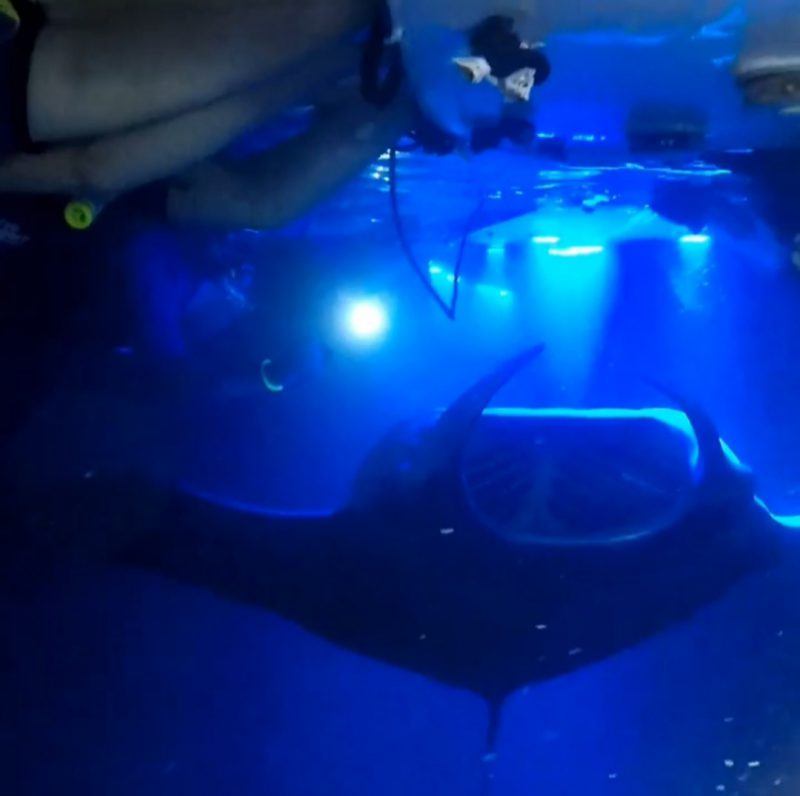 Manta Ray Night Snorkel Visitors and Board Dolphin Discoveries Big Isand
