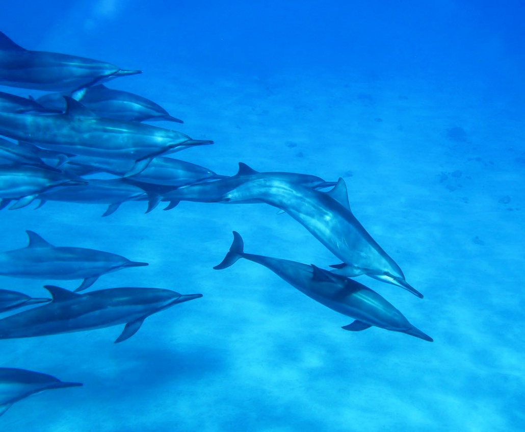 beautiful dolphins as seen from a glass bottom boats oahu sunset tour