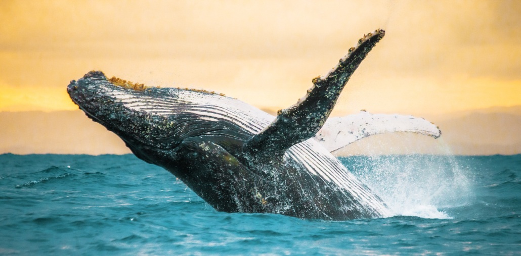 beautiful picture of humpback whale jumping out of the water