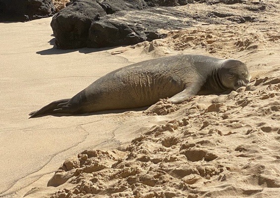 Bluehawaiiphototours Oahu Island Photo Tour Slider Animal