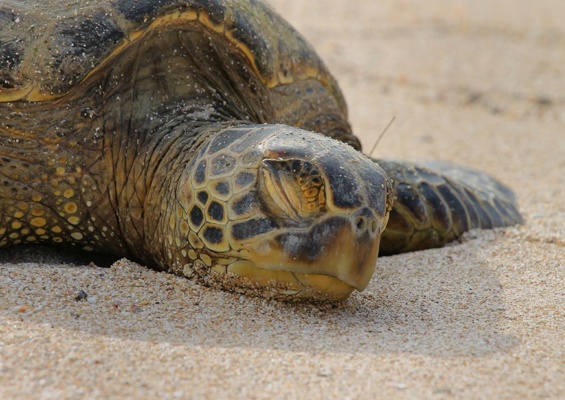 Bluehawaiiphototours Oahu Island Photo Tour Slider Turtle