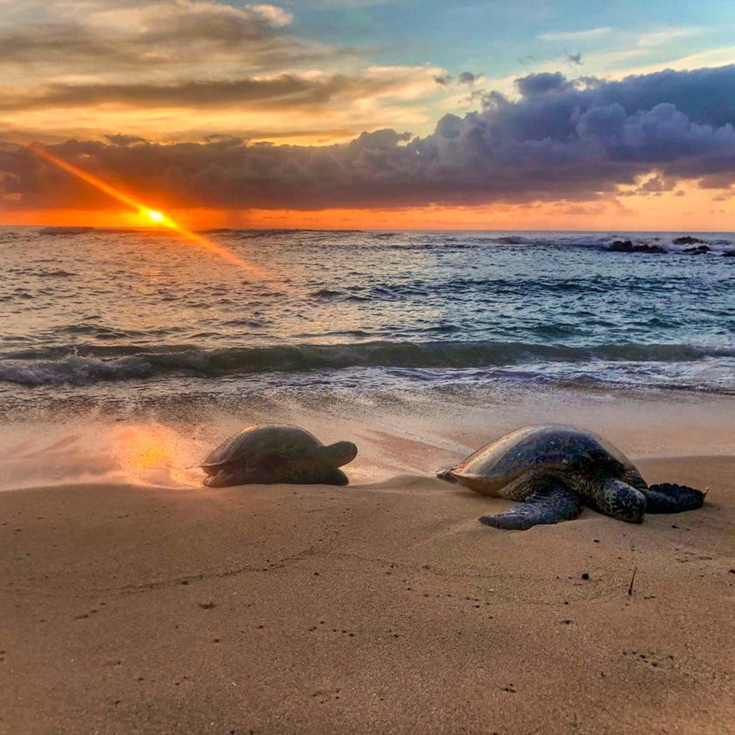 Bluehawaiiphototours Oahu Sunrise Photo Tour Sunrise Turtle 
