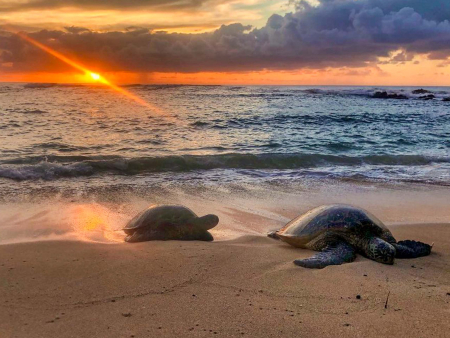 Bluehawaiiphototours Oahu Sunrise Photo Tour Sunrise Turtle
