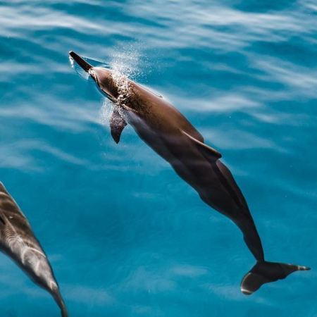 Bodyglovehawaii West Dolphin Watch