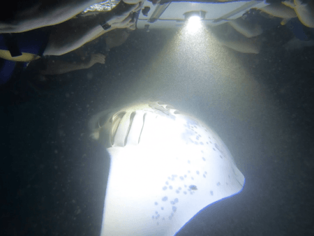 Dolphin Discoveries Manta Ray Snorkel
