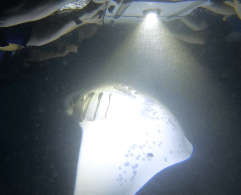 Dolphin Discoveries Manta Ray Snorkel Dolphin Discoveries Manta Ray Snorkel