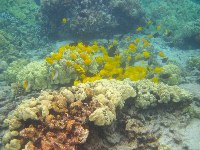 dolphin discoveries premium kona snorkel adventure beautiful fish and reef