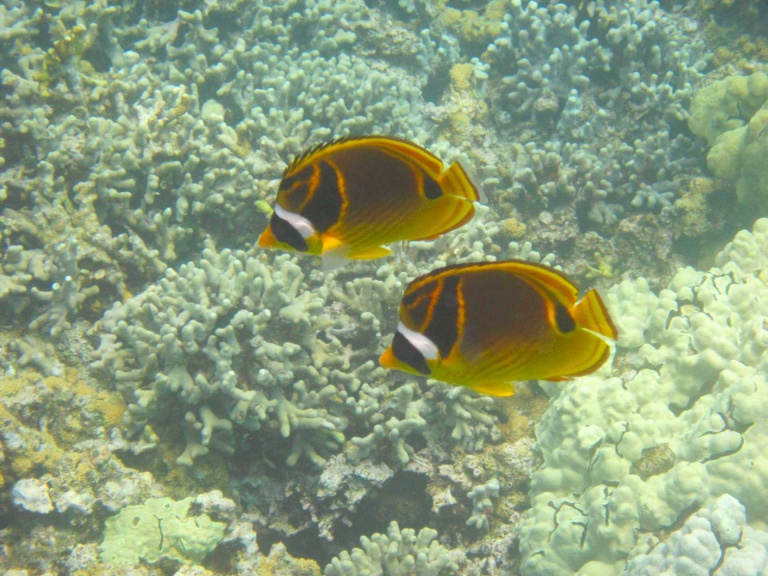 dolphin discoveries premium kona snorkel adventure color fish
