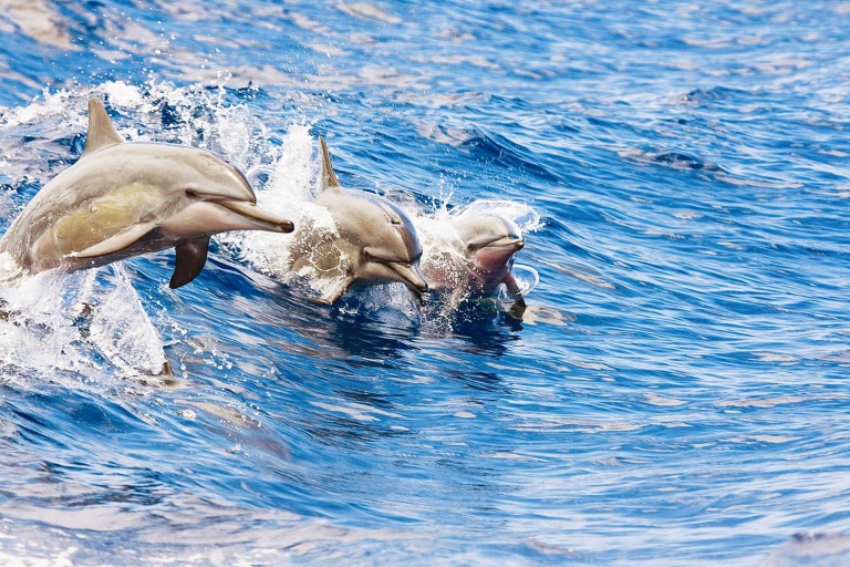 dolphin watch and snorkel sailing tour hawaii nautical