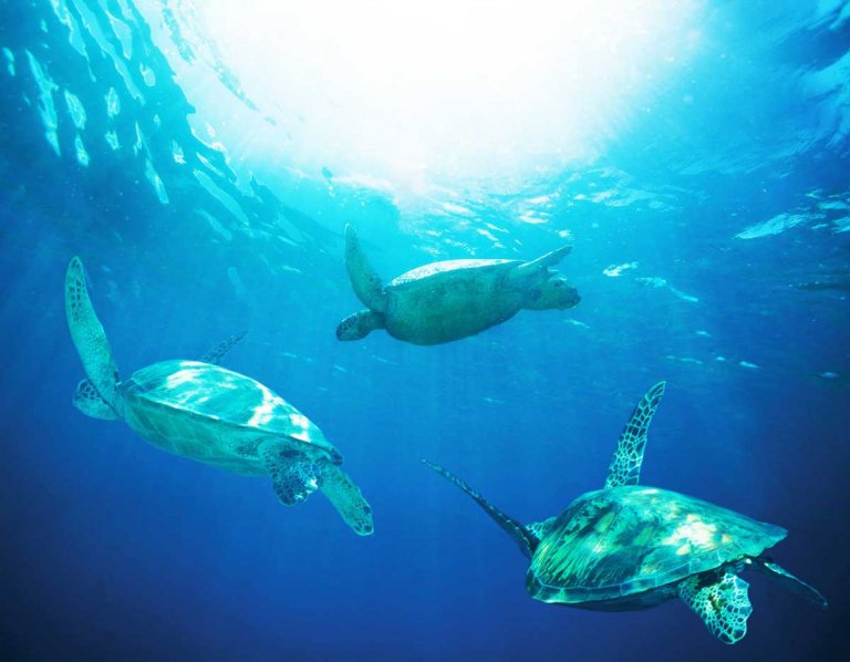 enjoy fantastic views and amazing sea life hawaii nautical