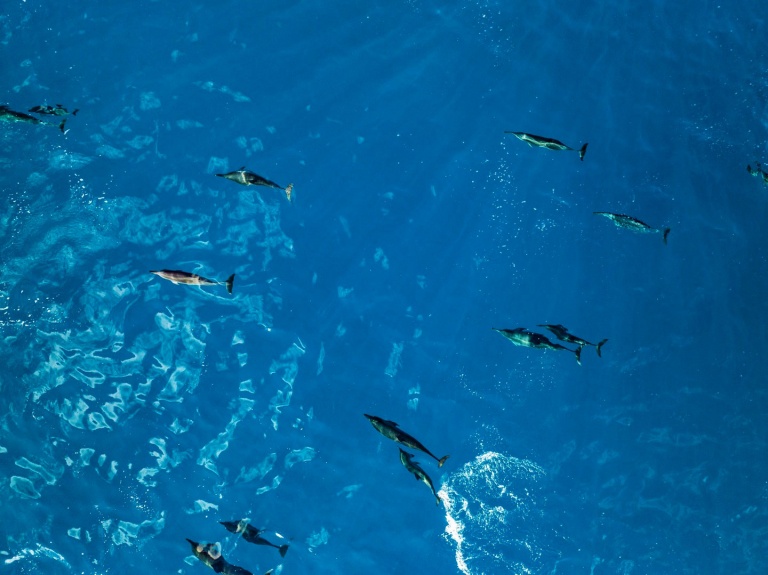 friendly dolphins hawaii glass bottom boats sunset tour