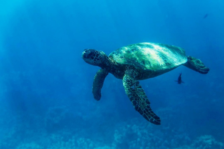 friendly turtle as seen from a glass bottom boats oahu sunset tour