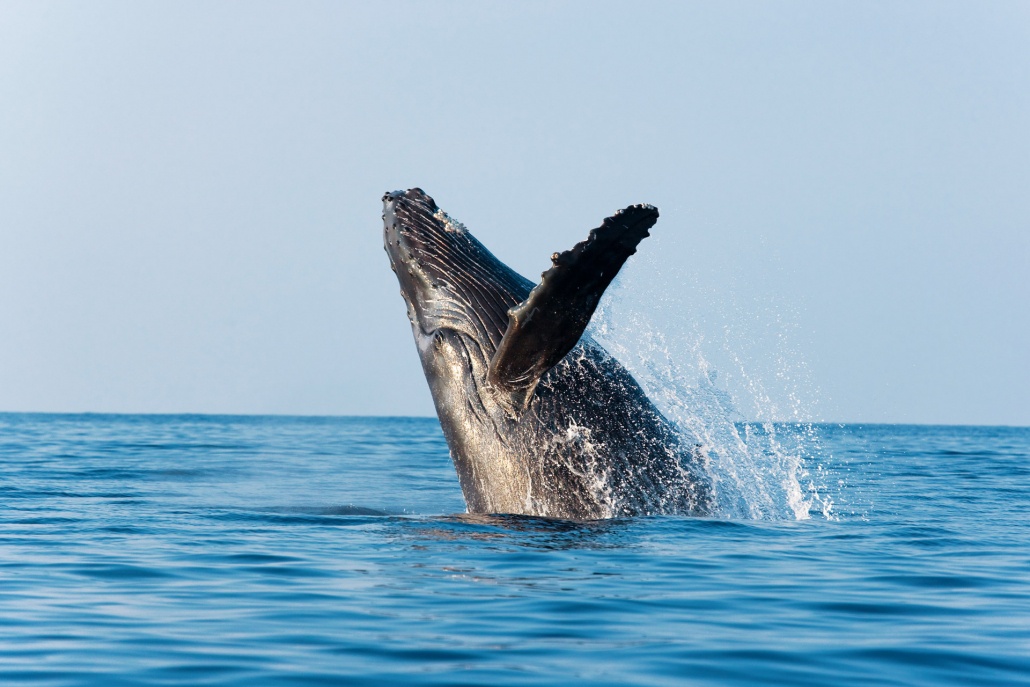 gorgeous picture of humpback whale breaching