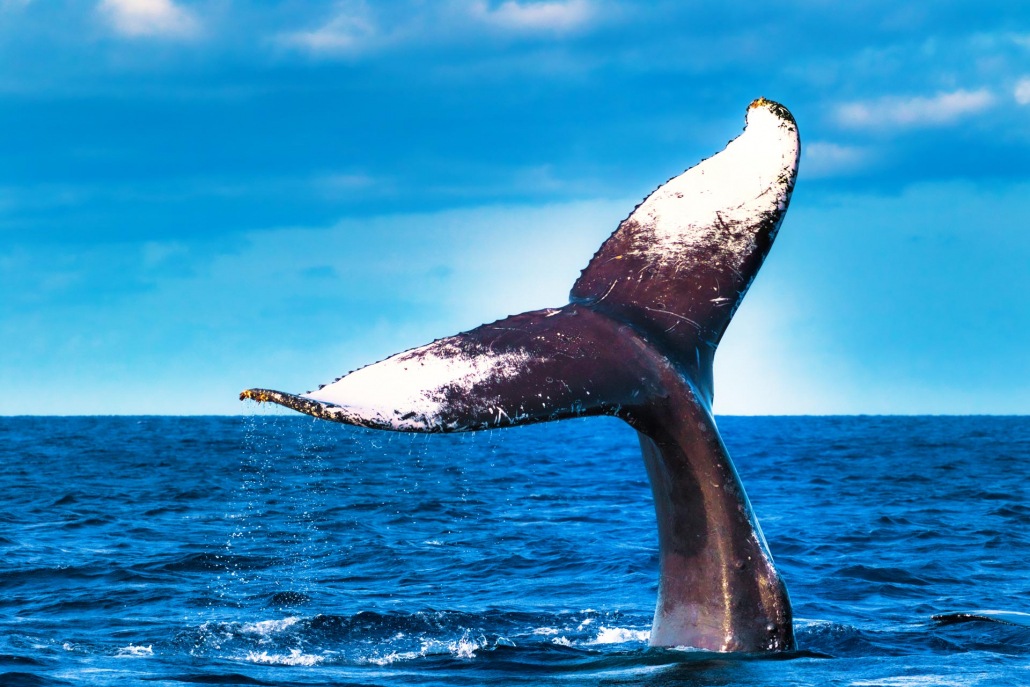 gorgeous picture of humpback whale fluke