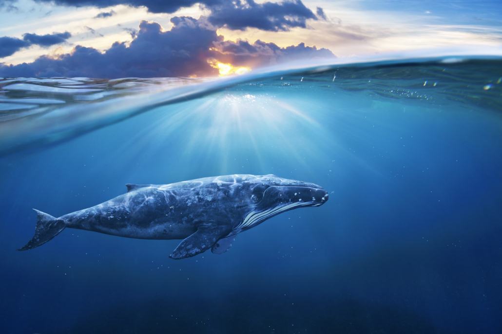 gorgeous picture of humpback whale swimming in the ocean