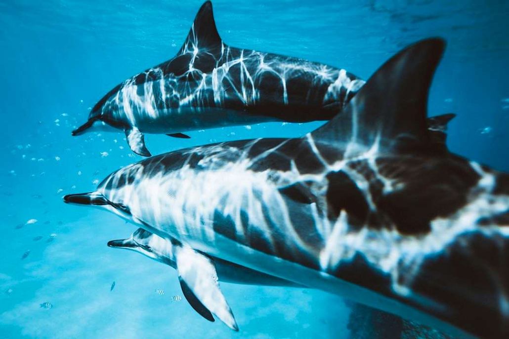 hawaii glass bottom boats see dolphin