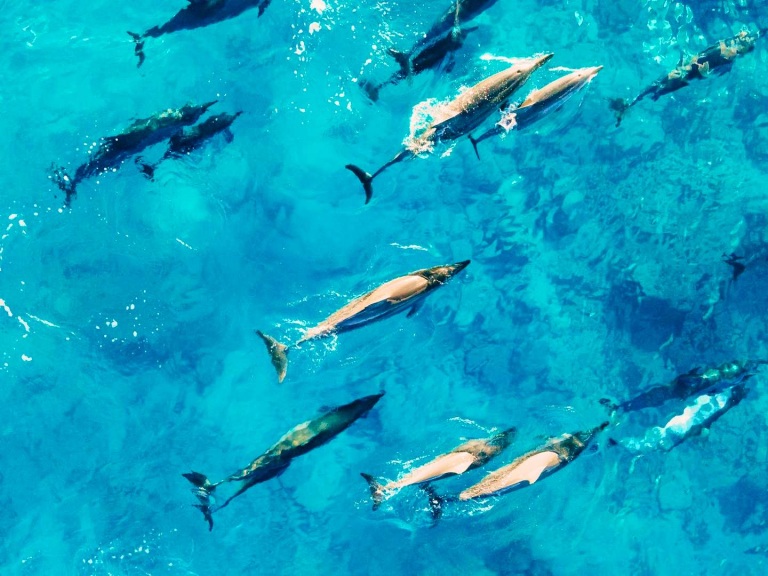hawaii glass bottom boats see dozens of species of tropical fish