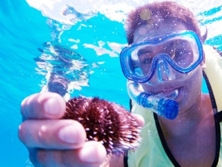 Hawaii Nautical Kawaihae Wildlife Watcha and Snorkel Cruise with Lunch Header