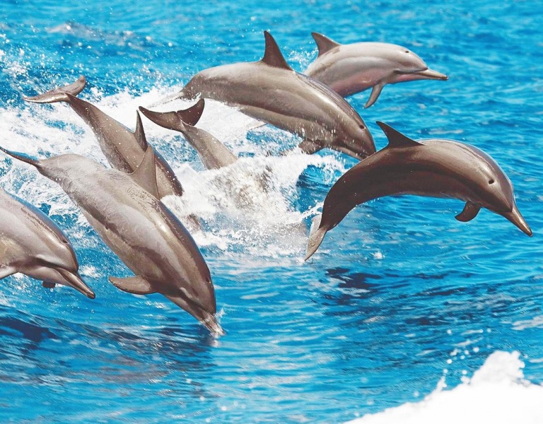 hawaii nautical sees these beautiful mammals on their tours all year round