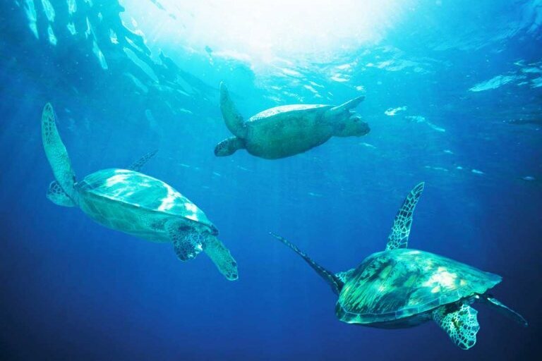hawaii_nautical_waikoloa_snorkel_sail_with_lunch_feature_6