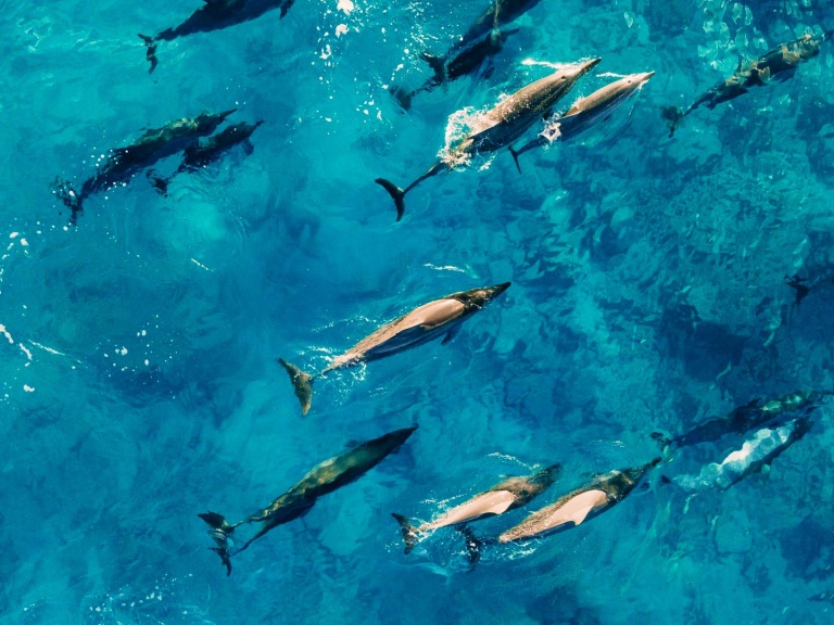 hawaiian dolphin viewing hawaii glass bottom boats oahu hawaii