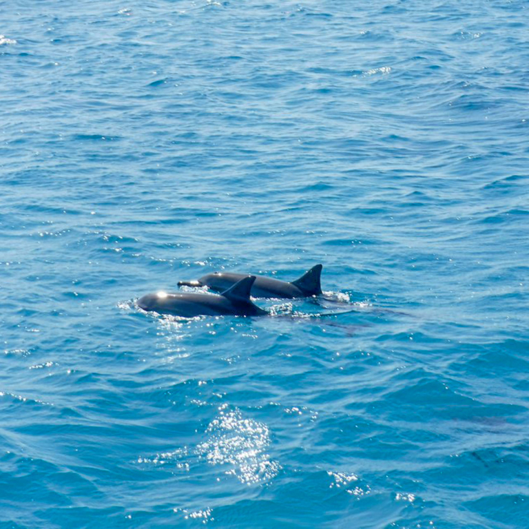 Hawaiinautical West Dolphin Watch And Snorkel Sail Watch Dolphin