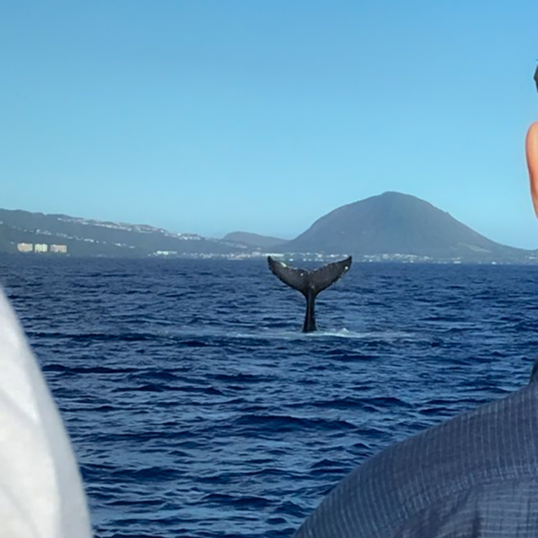 Hawaiinautical West Dolphin Watch And Snorkel Sail Whale Tail