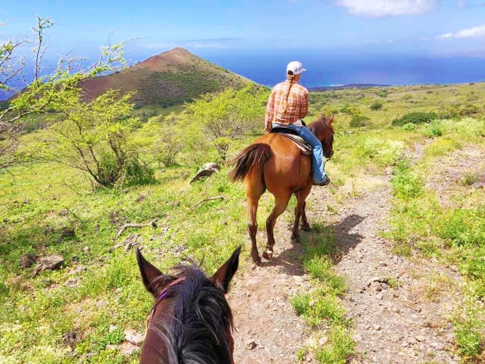 horses are amazing creatures with beautiful personalities maui island triple l ranch