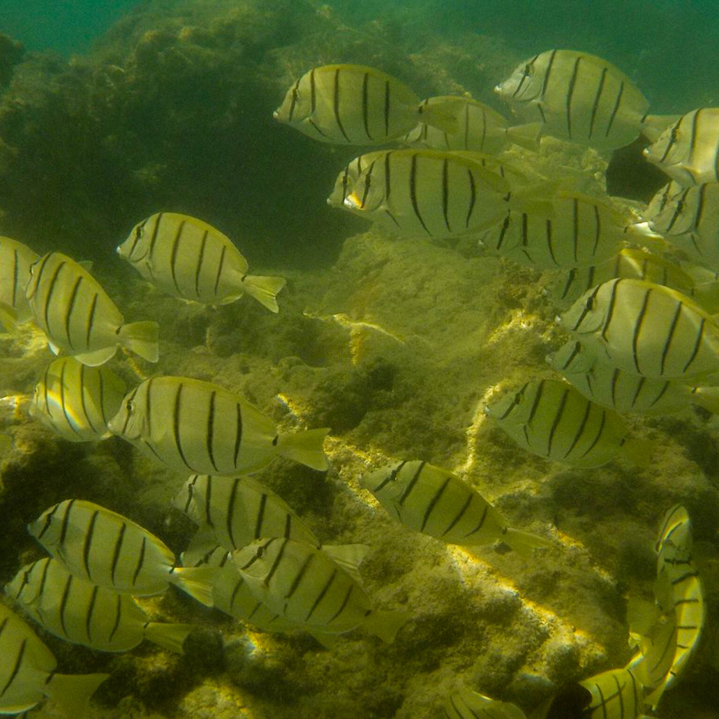 Kaimanatours Hanauma Bay Shuttle And Snorkel Gear Rental Colorful Fish