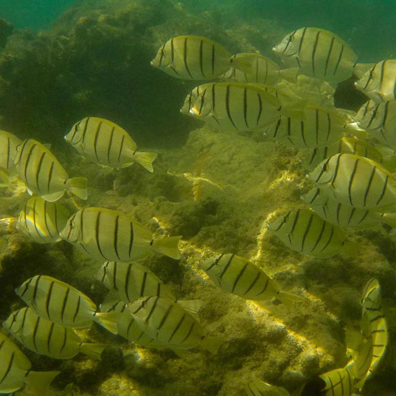 Hanauma Bay Snorkel Shuttle & Gear Premier Maui Activities