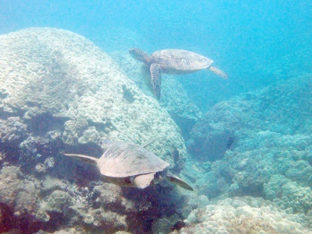 kayak and turtle reef snorkel at olowalu maui adventure tours