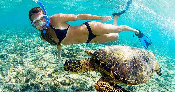turtle reef snorkeling