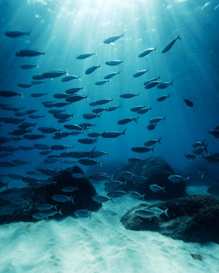 learn about the complex and beautiful coral reefs hawaii glass bottom boats oahu island