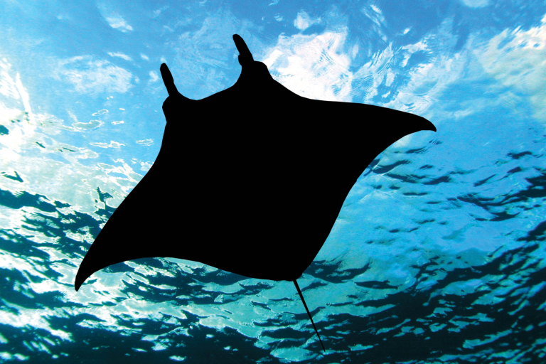 Manta Discovery Adventure Hula Kai Manta Sky