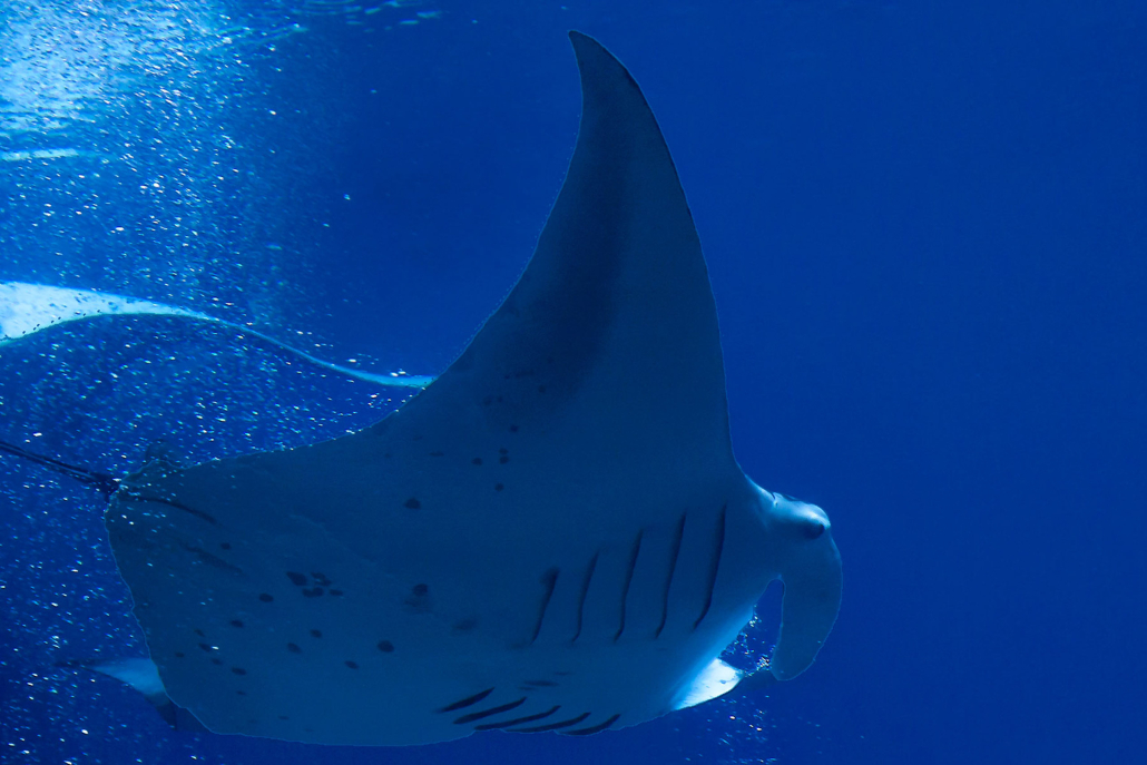 Manta Discovery Adventure Manta Ray Blue Ocean Dolphin Discoveries Big Island