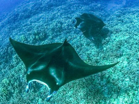 Manta Discovery Adventure Manta Rays Underwater
